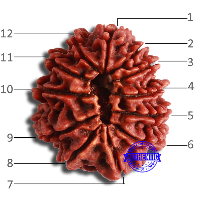 12 Mukhi Nepalese Rudraksha - Bead No 331
