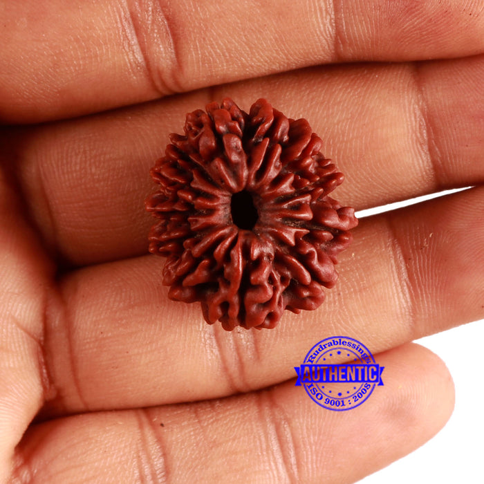 12 Mukhi Nepalese Rudraksha - Bead No 331
