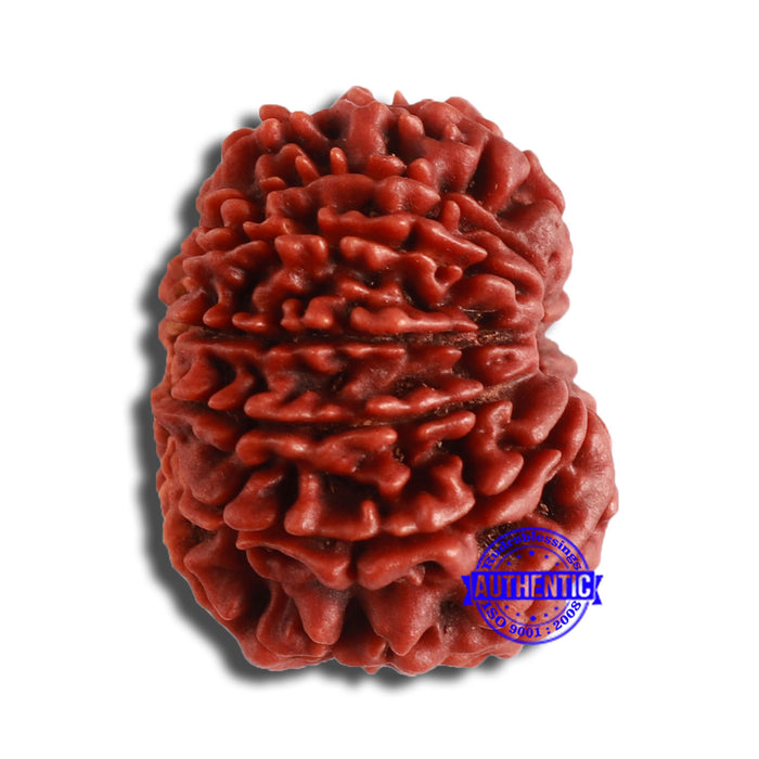 12 Mukhi Nepalese Rudraksha - Bead No 331