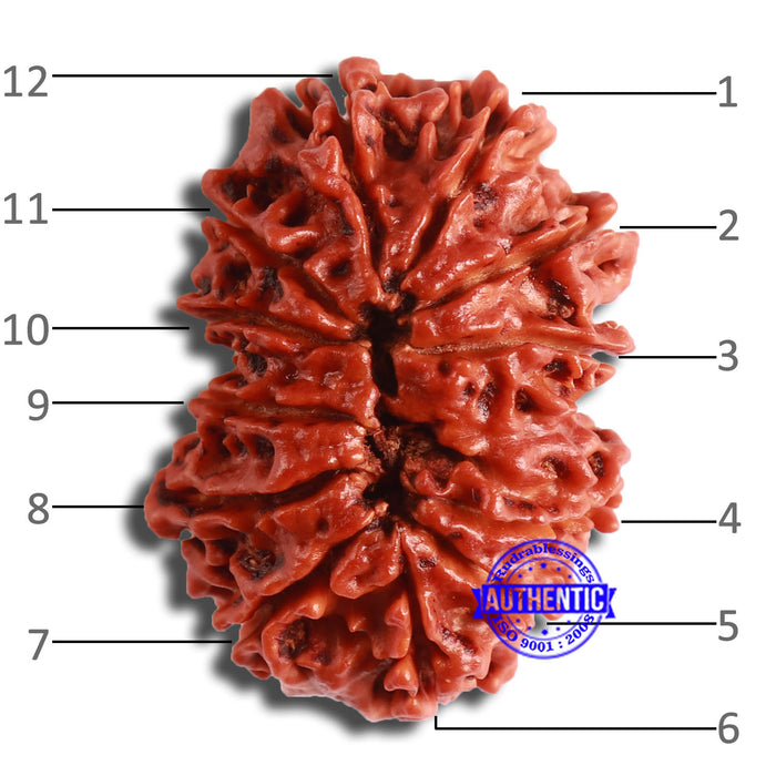 12 Mukhi Nepalese Rudraksha - Bead No 333