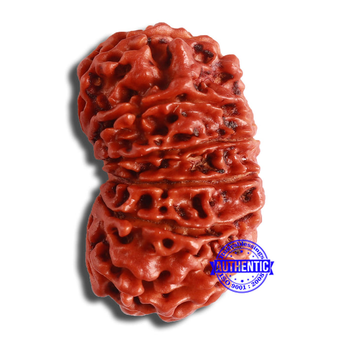 12 Mukhi Nepalese Rudraksha - Bead No 333