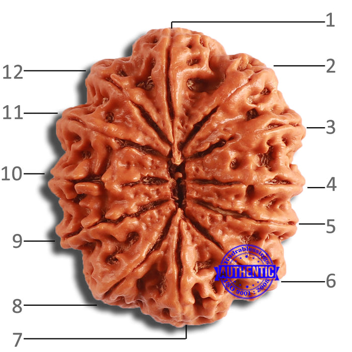 12 Mukhi Nepalese Rudraksha - Bead No 334