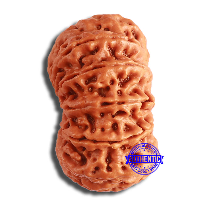 12 Mukhi Nepalese Rudraksha - Bead No 334