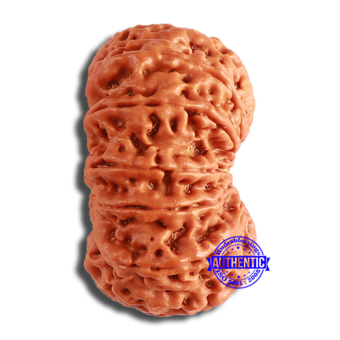12 Mukhi Nepalese Rudraksha - Bead No 334