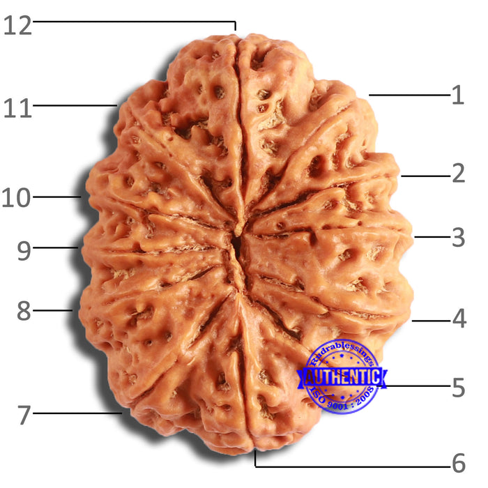 12 Mukhi Nepalese Rudraksha - Bead No 335