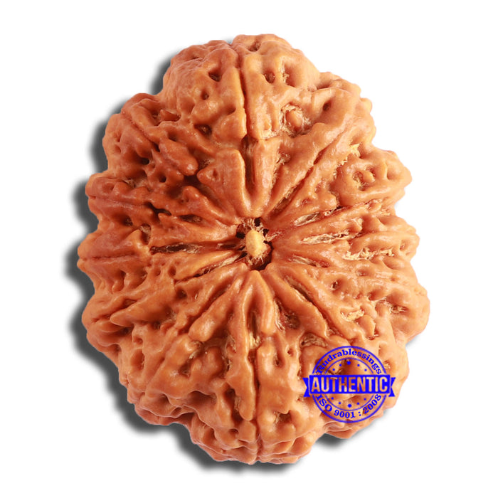12 Mukhi Nepalese Rudraksha - Bead No 335