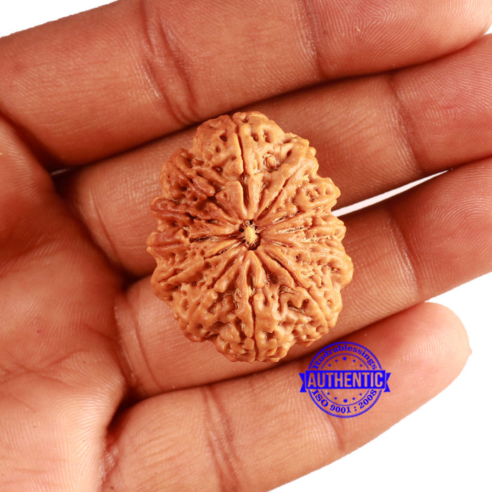 12 Mukhi Nepalese Rudraksha - Bead No 335