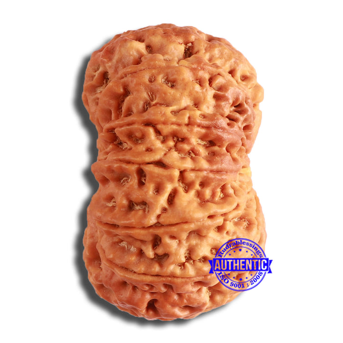 12 Mukhi Nepalese Rudraksha - Bead No 335