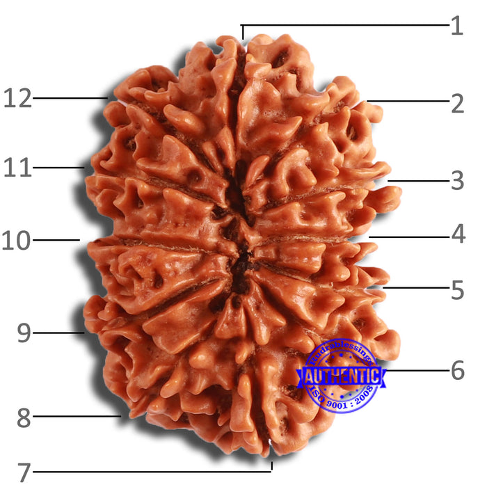 12 Mukhi Nepalese Rudraksha - Bead No 336