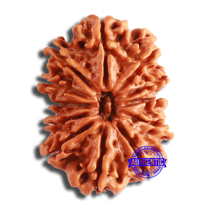 12 Mukhi Nepalese Rudraksha - Bead No 336