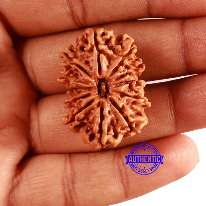 12 Mukhi Nepalese Rudraksha - Bead No 336