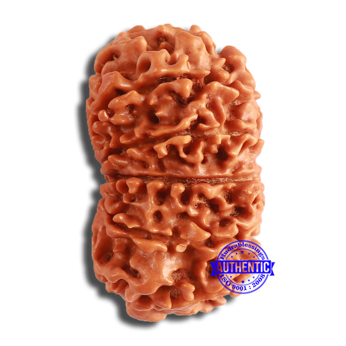 12 Mukhi Nepalese Rudraksha - Bead No 336
