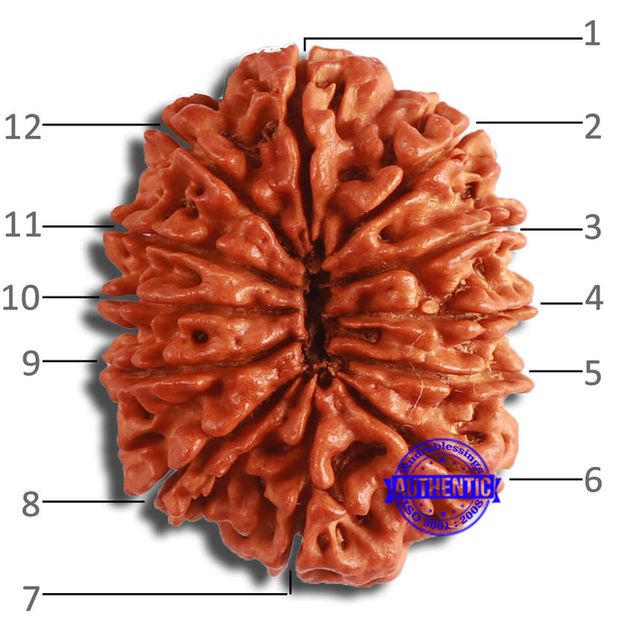 12 Mukhi Nepalese Rudraksha - Bead No 337