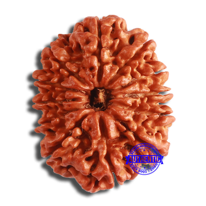 12 Mukhi Nepalese Rudraksha - Bead No 337