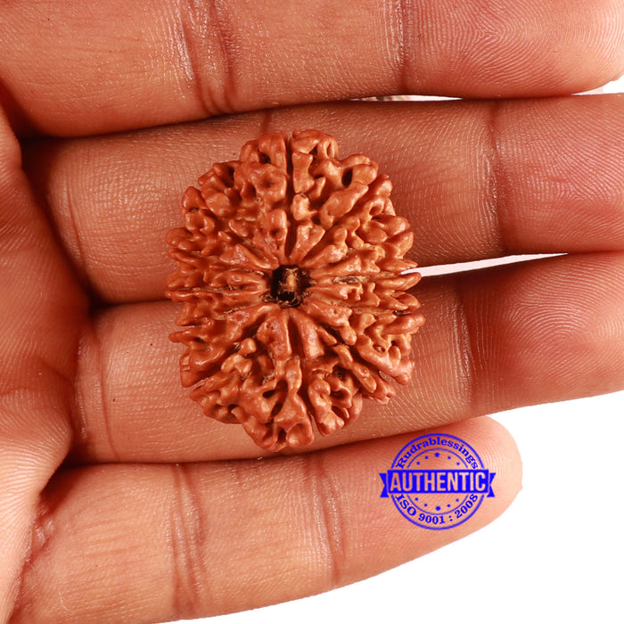 12 Mukhi Nepalese Rudraksha - Bead No 337