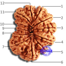 Load image into Gallery viewer, 12 Mukhi Nepalese Rudraksha - Bead No 338
