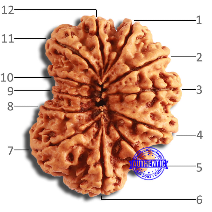 12 Mukhi Nepalese Rudraksha - Bead No 338