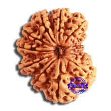 Load image into Gallery viewer, 12 Mukhi Nepalese Rudraksha - Bead No 338
