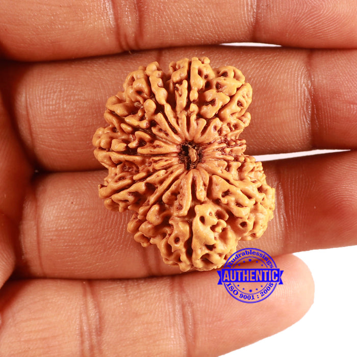 12 Mukhi Nepalese Rudraksha - Bead No 338