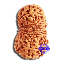 Load image into Gallery viewer, 12 Mukhi Nepalese Rudraksha - Bead No 338
