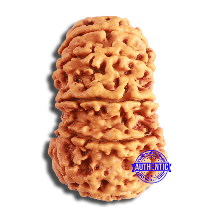 12 Mukhi Nepalese Rudraksha - Bead No 338