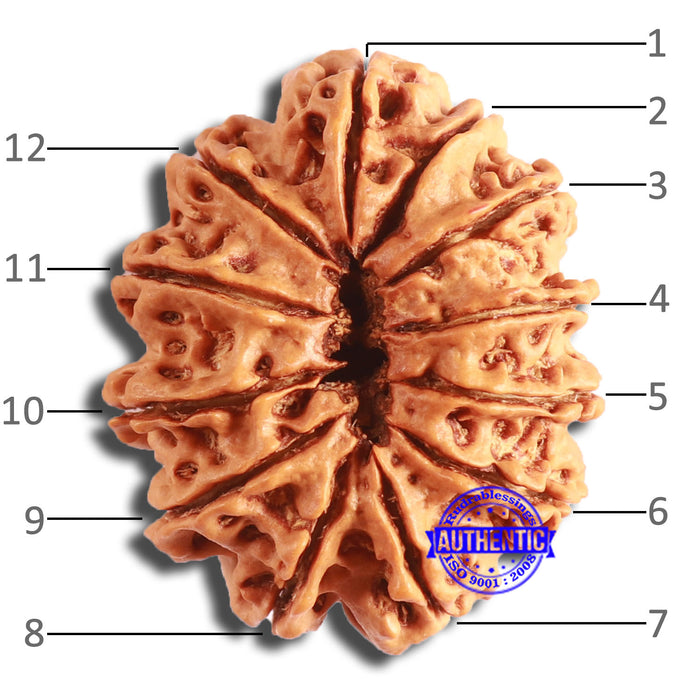 12 Mukhi Nepalese Rudraksha - Bead No. 339