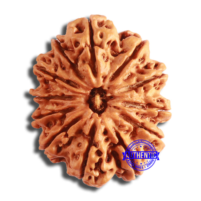12 Mukhi Nepalese Rudraksha - Bead No. 339
