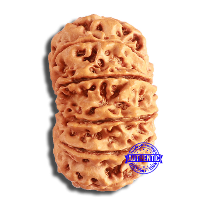 12 Mukhi Nepalese Rudraksha - Bead No. 339