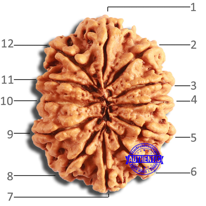 12 Mukhi Nepalese Rudraksha - Bead No 340
