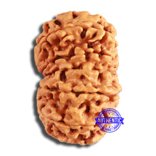 Load image into Gallery viewer, 12 Mukhi Nepalese Rudraksha - Bead No 340
