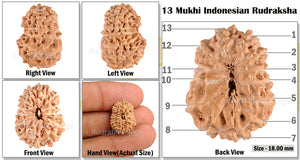 13 Mukhi Indonesian Rudraksha - Bead No. 55