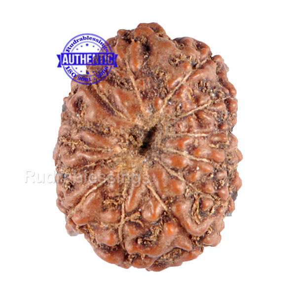 13 Mukhi Indonesian Rudraksha - Bead No. 60