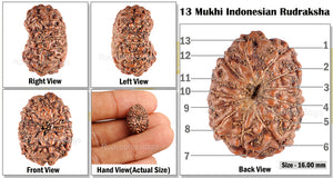 13 Mukhi Indonesian Rudraksha - Bead No. 60