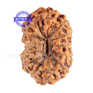 13 Mukhi Indonesian Rudraksha - Bead No. 76