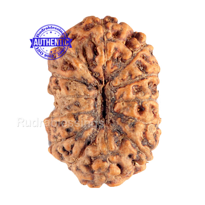 13 Mukhi Indonesian Rudraksha - Bead No. 76