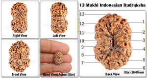 13 Mukhi Indonesian Rudraksha - Bead No. 76