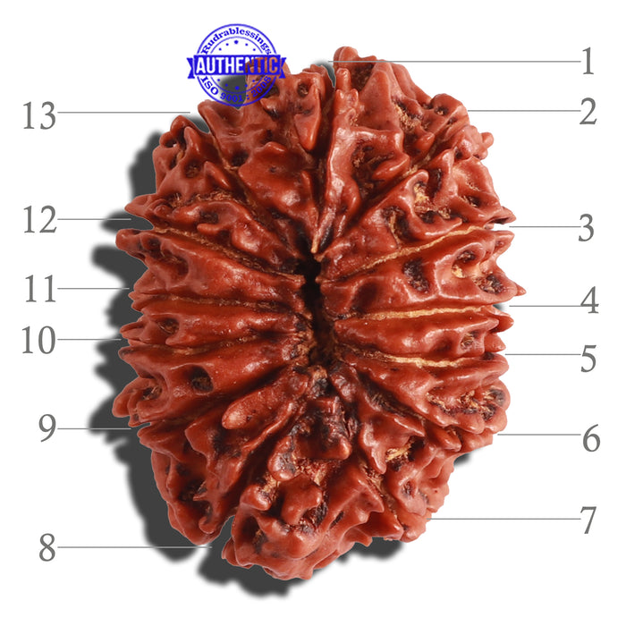 13 Mukhi Nepalese Rudraksha - Bead No. 188
