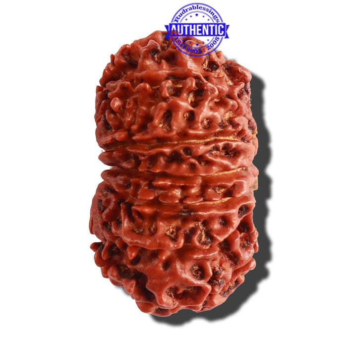 13 Mukhi Nepalese Rudraksha - Bead No. 188