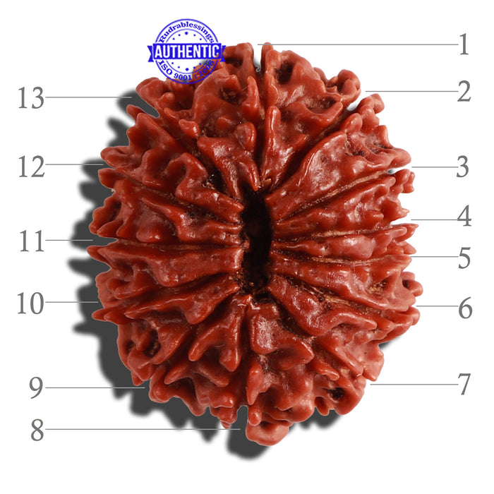 13 Mukhi Nepalese Rudraksha - Bead No. 199