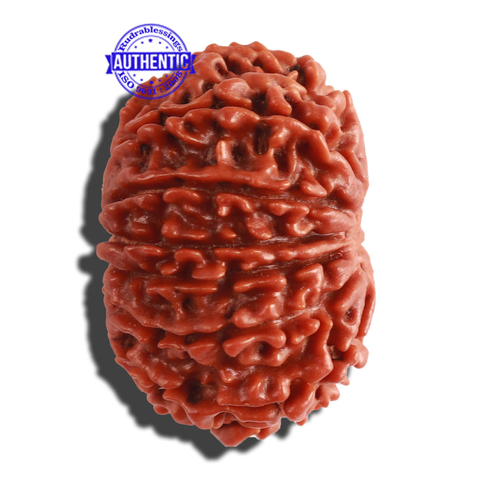 13 Mukhi Nepalese Rudraksha - Bead No. 199