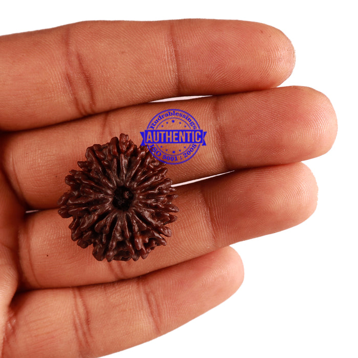 14 Mukhi Nepalese Rudraksha - Bead No. 265