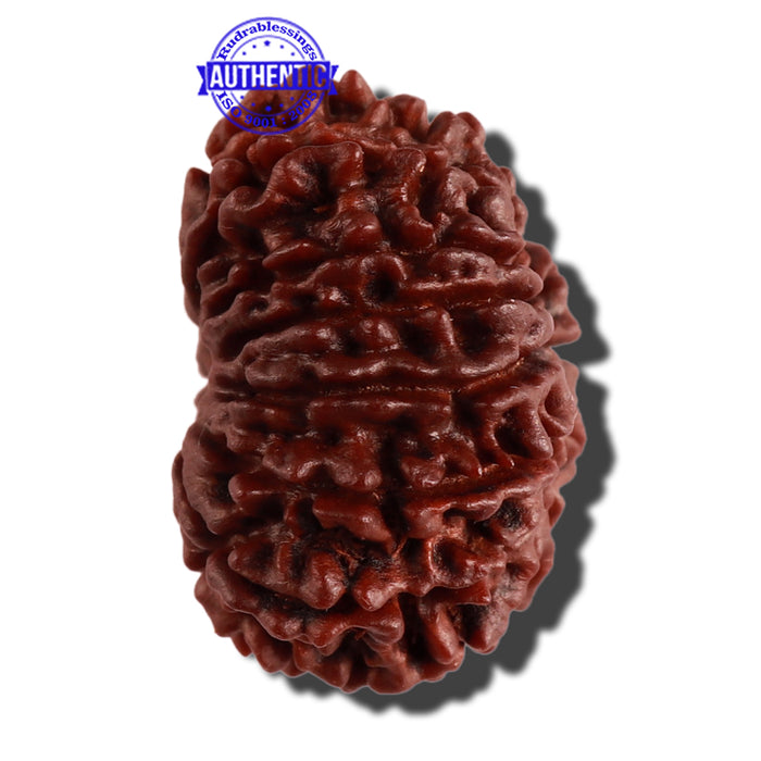 14 Mukhi Nepalese Rudraksha - Bead No. 265