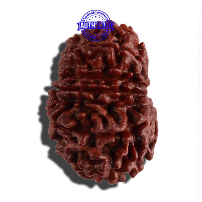 14 Mukhi Nepalese Rudraksha - Bead No. 265