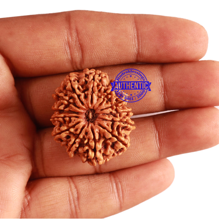13 Mukhi Nepalese Rudraksha - Bead No. 240