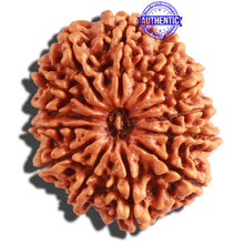Load image into Gallery viewer, 13 Mukhi Nepalese Rudraksha - Bead No. 240
