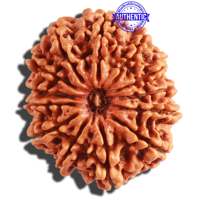 13 Mukhi Nepalese Rudraksha - Bead No. 240