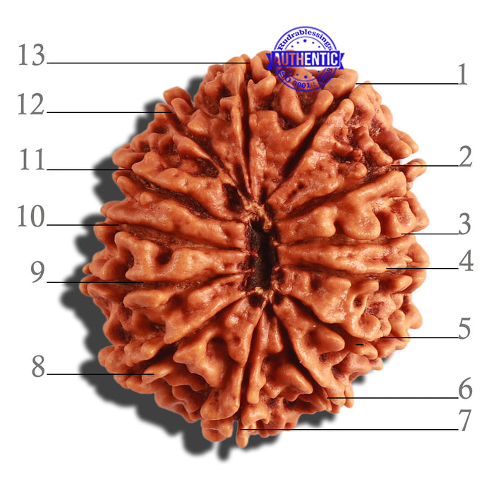 13 Mukhi Nepalese Rudraksha - Bead No. 240