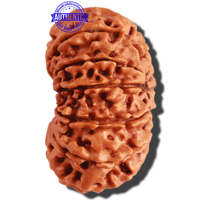 13 Mukhi Nepalese Rudraksha - Bead No. 242