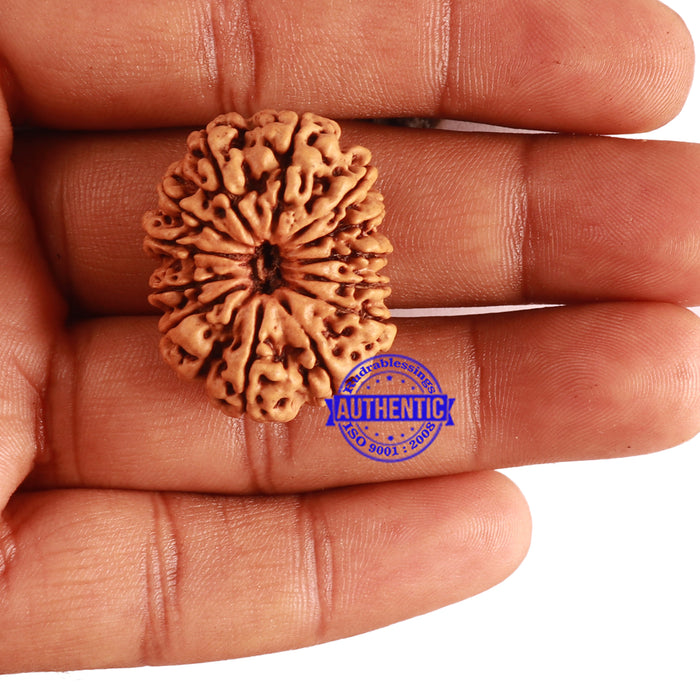 13 Mukhi Nepalese Rudraksha - Bead No. 243