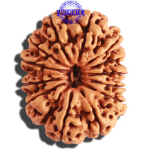 Load image into Gallery viewer, 13 Mukhi Nepalese Rudraksha - Bead No. 243
